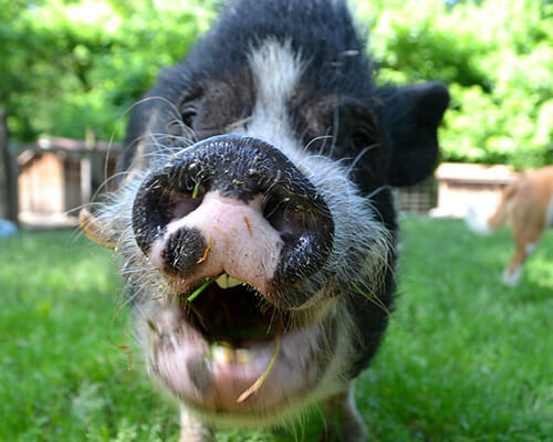 Meal for all the pigs for one day!