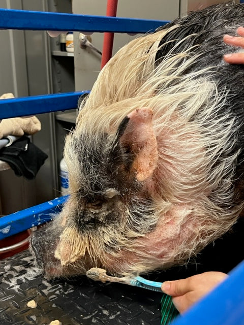 SPA Day for a PPN Pig!